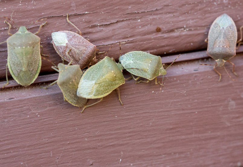 The best weapon against an insect: a mosquito net and a cell phone