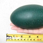 Encontraron un huevo completamente intacto del ya extinto emú negro.