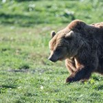 Bear patrolled in Miskolc (with video)