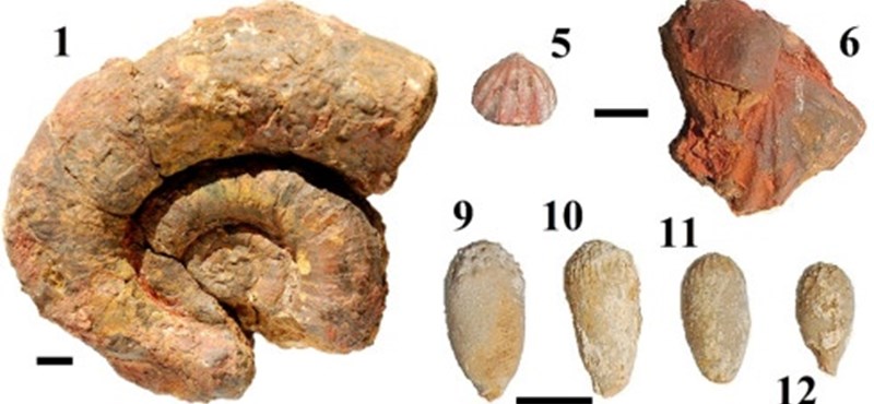 Researchers from the University of Pécs found a sensational find in Mecsek