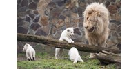 The lions at the Hungarian Zoo already miss children so much 