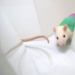 What can we learn from rats?