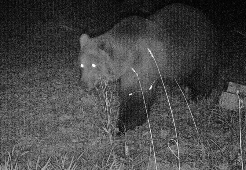 El oso no es un juguete, pero podemos defendernos de él de una forma más sencilla de lo que pensamos