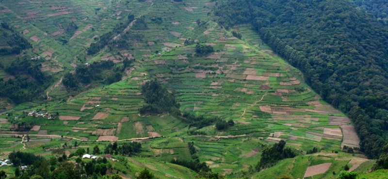 Las grandes potencias del mundo han prometido no talar más bosques después de 2030