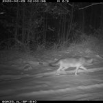 The camera trap in Börzsöny was captured by a wolf