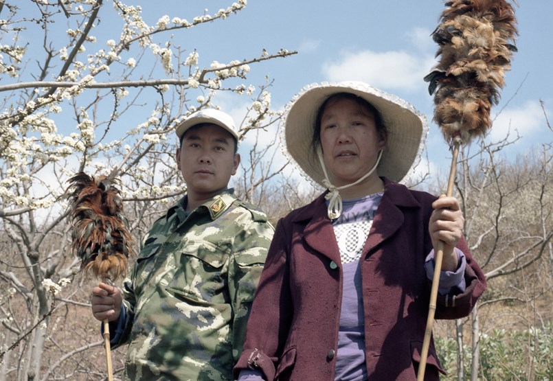 Donde las abejas han desaparecido para siempre: polinización manual en China