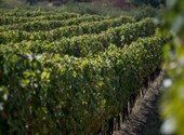 Hungary will be the only major wine region in the Mediterranean