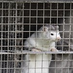 Fear of coronavirus, 17 million minks are slaughtered in Denmark